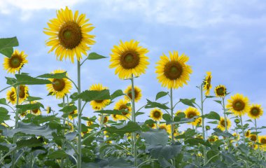 Organik çiftlikleri parlayan güneş gibi çiçek açan çiçekler ile ayçiçeği alanlarının yakın çekim