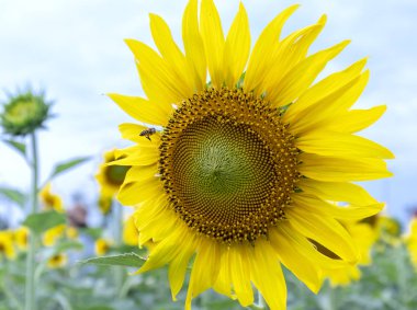 Organik çiftlikleri parlayan güneş gibi çiçek açan çiçekler ile ayçiçeği alanlarının yakın çekim
