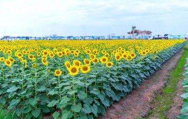 Yeni yıl hoş geldiniz bahar sabahı ekoturizm bahçesinde ayçiçeği alanları blooms panoramik