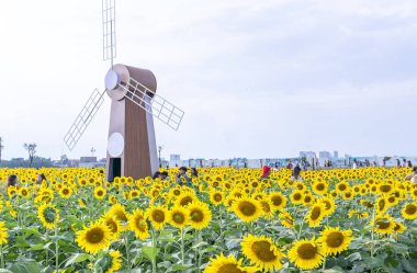 Ho Chi Minh City, Vietnam - 23 Aralık 2018: Çiçek açması ayçiçeği alanları turist ziyaret edin ve Ho Chi Minh City, Vietnam için yeni yıl kutlama hafta sonu fotoğraf çekmek için bir sürü çekmek