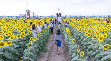 Ho Chi Minh City, Vietnam - 23 Aralık 2018: Çiçek açması ayçiçeği alanları turist ziyaret edin ve Ho Chi Minh City, Vietnam için yeni yıl kutlama hafta sonu fotoğraf çekmek için bir sürü çekmek