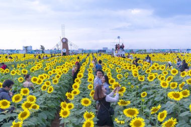 Ho Chi Minh City, Vietnam - 23 Aralık 2018: Çiçek açması ayçiçeği alanları turist ziyaret edin ve Ho Chi Minh City, Vietnam için yeni yıl kutlama hafta sonu fotoğraf çekmek için bir sürü çekmek