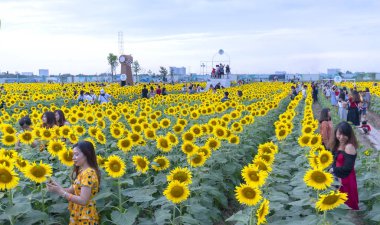 Ho Chi Minh City, Vietnam - 23 Aralık 2018: Çiçek açması ayçiçeği alanları turist ziyaret edin ve Ho Chi Minh City, Vietnam için yeni yıl kutlama hafta sonu fotoğraf çekmek için bir sürü çekmek