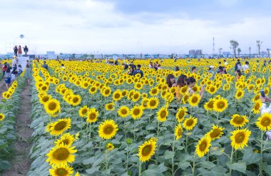 Ho Chi Minh City, Vietnam - 23 Aralık 2018: Çiçek açması ayçiçeği alanları turist ziyaret edin ve Ho Chi Minh City, Vietnam için yeni yıl kutlama hafta sonu fotoğraf çekmek için bir sürü çekmek