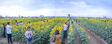 Ho Chi Minh City, Vietnam - 23 Aralık 2018: Çiçek açması ayçiçeği alanları turist ziyaret edin ve Ho Chi Minh City, Vietnam için yeni yıl kutlama hafta sonu fotoğraf çekmek için bir sürü çekmek