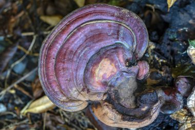 Ganoderma orman bahçe içinde odunsu sapları yetişir. Bu bağışıklık sisteminin güçlendirilmesi, kan dolaşımını arttırmak, destekleyen sinirler, Anti Alerjik, karaciğer hastalığı vücut için iyi bir mantar olduğunu