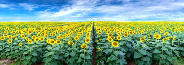 Panorama Pól Słoneczników Piękne Niebo Powitać Nowy Dzień Pokoju — Zdjęcie stockowe