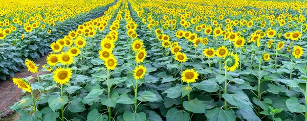向日葵田的关闭与盛开的花朵 如阳光照耀在有机农场 — 图库照片