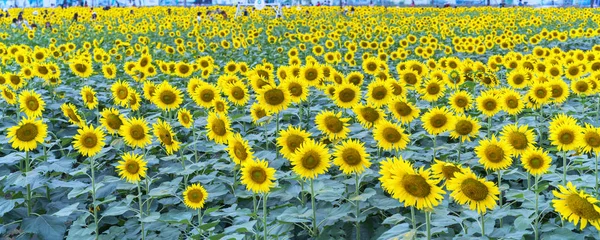 Close Van Zonnebloemvelden Met Bloeiende Bloemen Als Zon Schijnt Biologische — Stockfoto