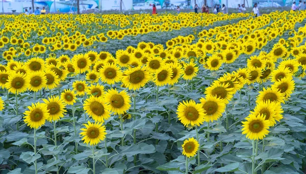 Крупним Планом Соняшникові Поля Квітучими Квітами Сонце Сяє Органічних Фермах — стокове фото