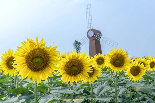 向日葵田和风车装饰的园艺和谐地协调美丽和平的风景 — 图库照片