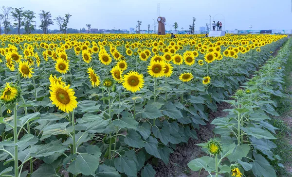 Хошимін Єтнам Грудня 2018 Квітучі Соняшникова Поля Залучити Багато Туристів — стокове фото
