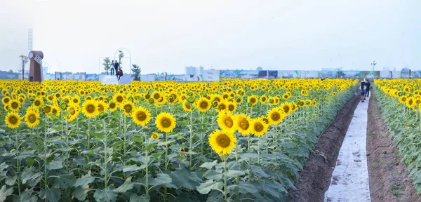 Хошимін Єтнам Грудня 2018 Квітучі Соняшникова Поля Залучити Багато Туристів — стокове фото