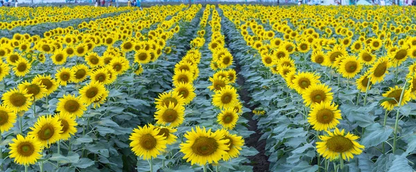 The panoramic view of the sunflower fields blooms in the ecotourism garden in the spring morning to welcome the new year