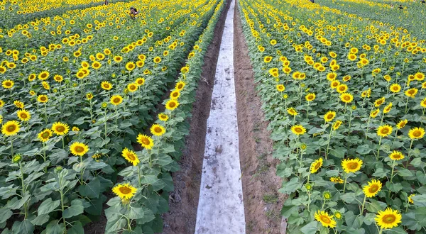 The panoramic view of the sunflower fields blooms in the ecotourism garden in the spring morning to welcome the new year
