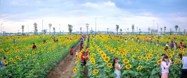 胡志明市越南 2018年12月23日 盛开的向日葵田吸引了很多游客参观和拍照的周末庆祝新年在胡志明市 — 图库照片