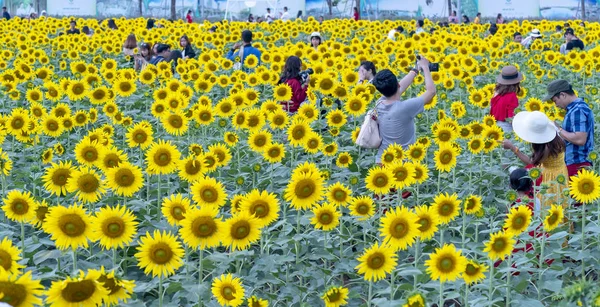 胡志明市越南 2018年12月23日 盛开的向日葵田吸引了很多游客参观和拍照的周末庆祝新年在胡志明市 — 图库照片