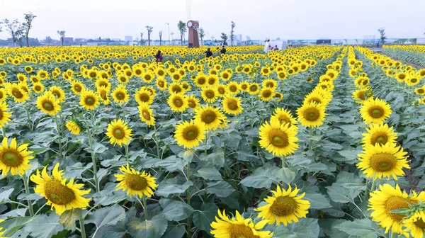 Chi Minh Staden Vietnam December 2018 Blommande Solrosfält Locka Hel — Stockfoto