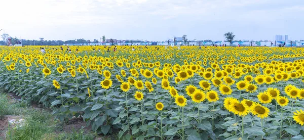 Chi Minh City Vietnam December 23Rd 2018 Blossoming Sunflower Fields — Stock Photo, Image
