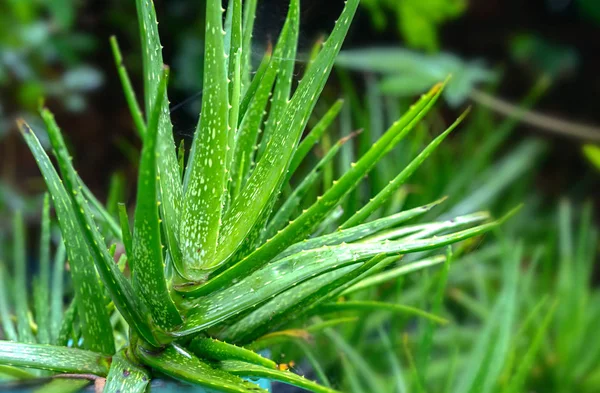 Aloe Vera Jardim Esta Uma Planta Que Tem Efeito Antibacteriano — Fotografia de Stock