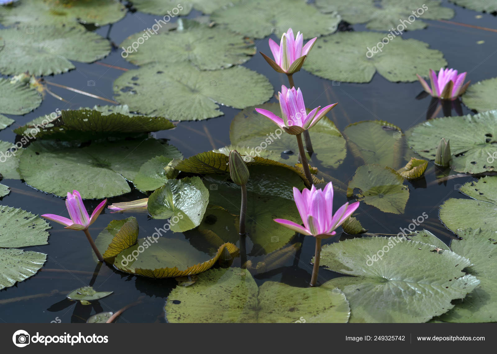 Los Lirios Agua Florecen Estanque Hermoso Esta Una Flor Que: fotografía de  stock © huythoai1978@ #249325742 | Depositphotos