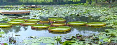 Victoria amazonica dev yeşil yaprakları ile havuzda kapak doğada güzel bir manzara oluşturmak için gölet yüzey