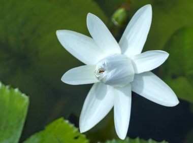 Gölde nilüferler çiçek açar. Bu çiçek saflığı, sadeliği temsil ediyor.