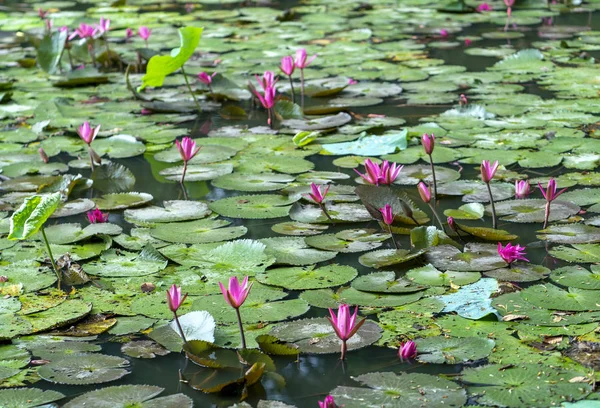 池に咲く睡蓮は美しい これは純度 シンプルさを表す花です — ストック写真