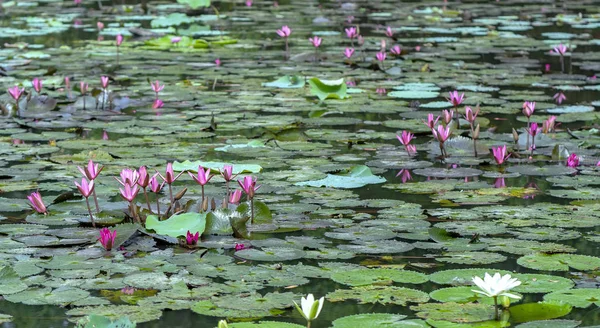 Lírios Água Florescem Lago Bonito Esta Uma Flor Que Representa — Fotografia de Stock