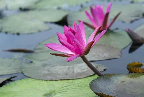 Νούφαρα Ανθίζουν Στη Λίμνη Είναι Όμορφα Αυτό Είναι Ένα Λουλούδι — Φωτογραφία Αρχείου