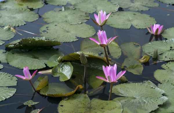 池に咲く睡蓮は美しい これは純度 シンプルさを表す花です — ストック写真