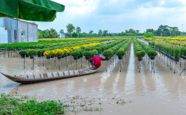Dong Thap, Vietnam-16 Ocak, 2019: çiftçi kürek papatyalar Bahçe hasat tomurcukları çiçek tencere da tüccarlar uzaktan bahar sabah sa Dec köy çiçek, Dong Thap, Vietnam tahsis