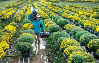 Dong Thap, Vietnam-16 Ocak, 2019: çiftçi kürek papatyalar Bahçe hasat tomurcukları çiçek tencere da tüccarlar uzaktan bahar sabah sa Dec köy çiçek, Dong Thap, Vietnam tahsis