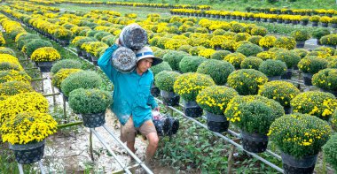 Dong Thap, Vietnam-16 Ocak, 2019: çiftçi kürek papatyalar Bahçe hasat tomurcukları çiçek tencere da tüccarlar uzaktan bahar sabah sa Dec köy çiçek, Dong Thap, Vietnam tahsis