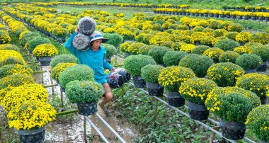 Dong Thap, Vietnam-16 Ocak, 2019: çiftçi kürek papatyalar Bahçe hasat tomurcukları çiçek tencere da tüccarlar uzaktan bahar sabah sa Dec köy çiçek, Dong Thap, Vietnam tahsis