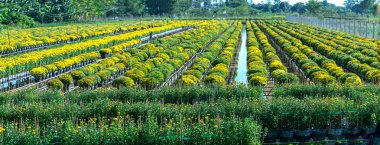 Sarı Daisies su üzerinde Bahçe yukarıda görülen, hasat sırasında çiçeklenme. Onlar hidroponik Vietnam Mekong Delta boyunca bahçelerin içinde dikilir