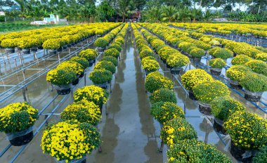 Sarı Daisies su üzerinde Bahçe yukarıda görülen, hasat sırasında çiçeklenme. Onlar hidroponik Vietnam Mekong Delta boyunca bahçelerin içinde dikilir
