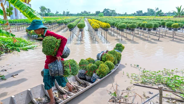 Dong Thap Vietnam Januari 2019 Farmer Rodd Prästkragar Trädgård Harvest — Stockfoto