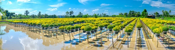 Trädgården Ovanför Vattnet Gula Prästkragar Ses Ovanifrån Blommande Skörden Hydroponiska — Stockfoto