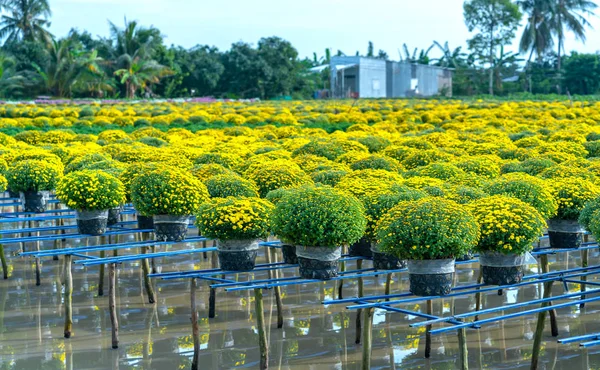 黄色いヒナギクの水の上の庭は 収穫の間に咲く 上から見えます 彼らはベトナムのメコンデルタ沿いの庭園に植えられた水耕栽培です — ストック写真