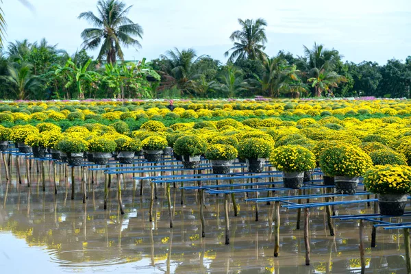 黄色いヒナギクの水の上の庭は 収穫の間に咲く 上から見えます 彼らはベトナムのメコンデルタ沿いの庭園に植えられた水耕栽培です — ストック写真