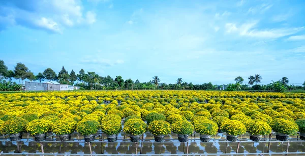 Jardim Acima Água Margaridas Amarelas Visto Cima Florescendo Durante Colheita — Fotografia de Stock
