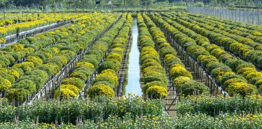 Sarı Daisies su üzerinde Bahçe yukarıda görülen, hasat sırasında çiçeklenme. Onlar hidroponik Vietnam Mekong Delta boyunca bahçelerin içinde dikilir