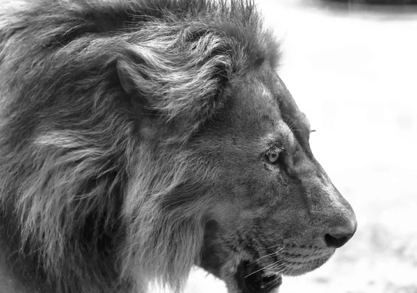 英雄的な狩猟姿勢のライオン頭の肖像 — ストック写真