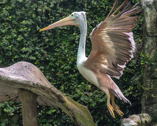 Lesser adjutant stork in the natural world, they are classified in the red list of rare animals in Vietnam. This bird can weigh nearly 10kg when growing up, feet longer than 50cm, 20cm long, 1m high.