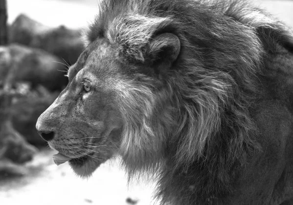 Portrait of lion head in heroic hunting posture