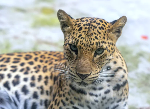 Portrait of leopard prints in the natural world. This is an animal belonging to the cat family needs to be preserved in nature