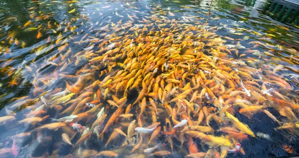 연못에서 화려한 물고기 그들은 음식을 인간이 때마다 미끄러지며 영혼을 풀수있는 — 스톡 사진