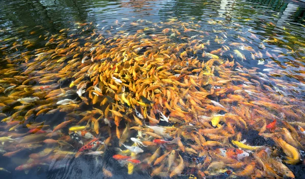 池のカラフルな鯉や派手な鯉の魚のグループ 彼らは食べ物のために人間が遊ぶ列を水の中で滑る それは魂をリラックスする方法としてそれらを見て興味深かった — ストック写真