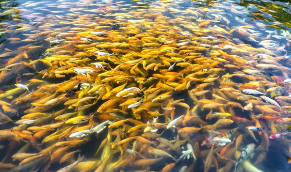 Colorful koi carp or fancy carp fish group in pond. They glide in water a row playing whenever humans for food, it was interesting to watch them as a way to relax soul